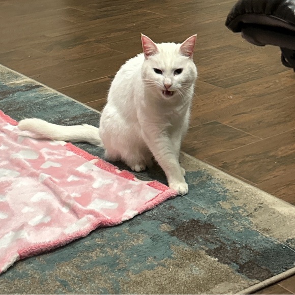 Meet your Posher, Paisyn - Picture 12 of 13